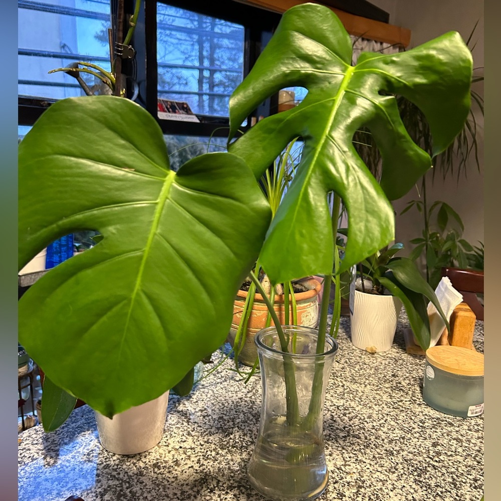 Monstera cuttings two leaves